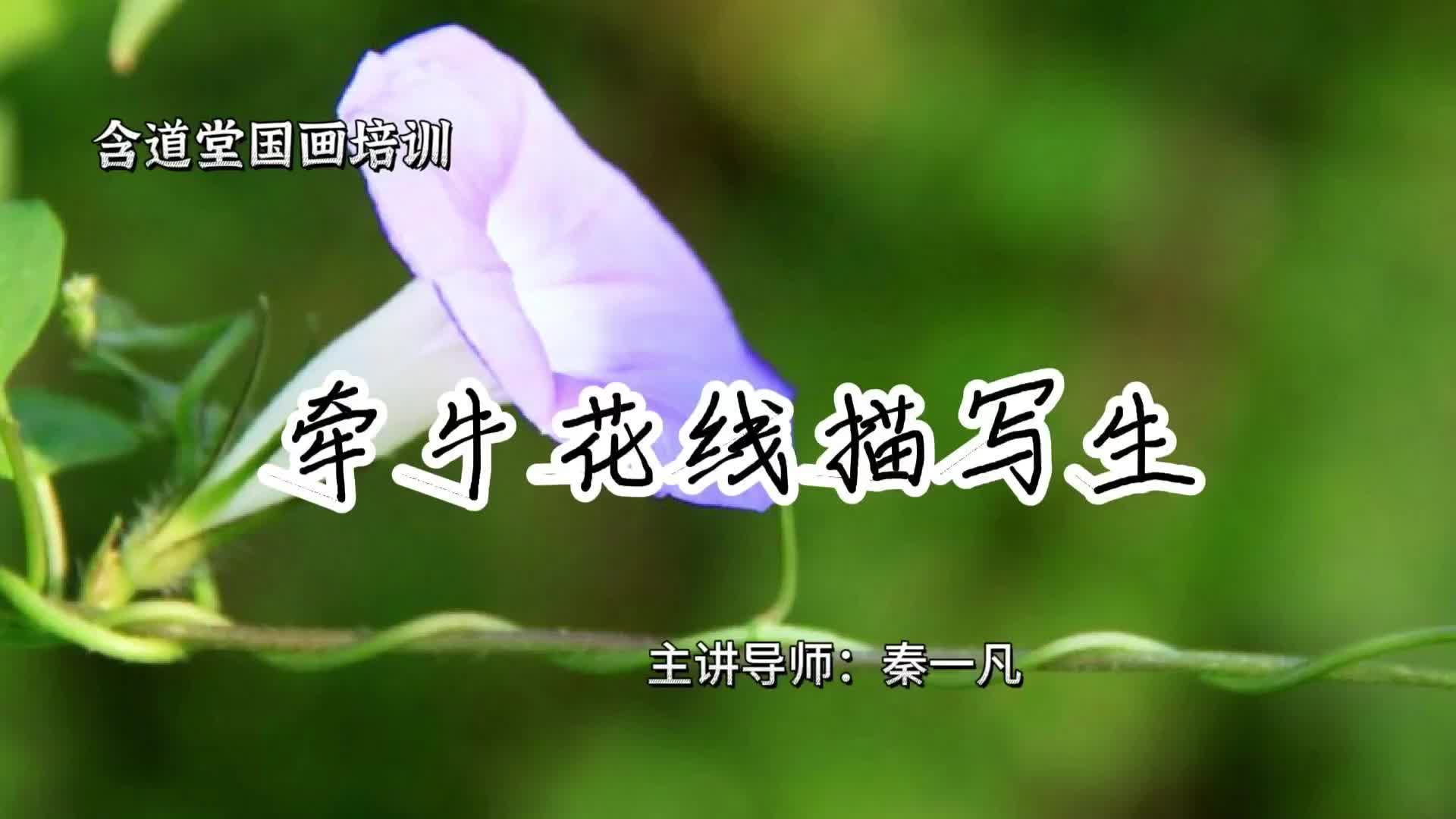 牵牛花线描写生_pro