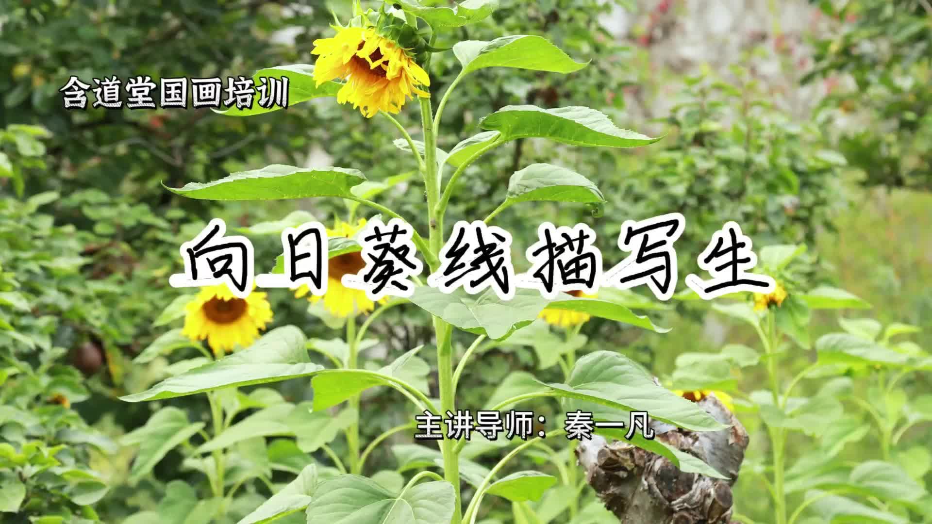 向日葵线描写生_pro