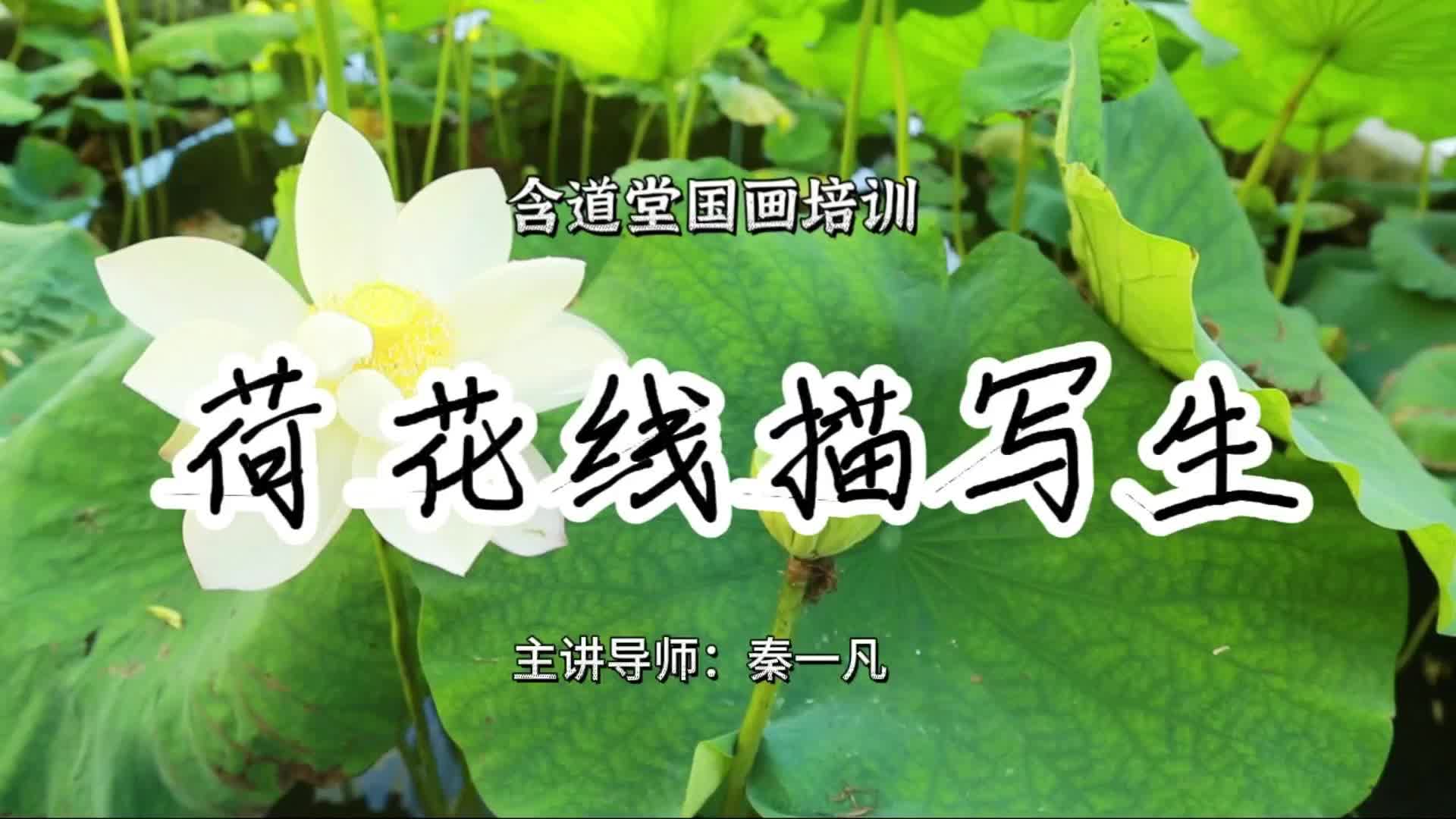 荷花线描写生_pro